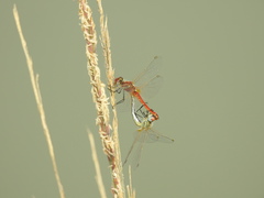 Sympetrum fonscolombii
