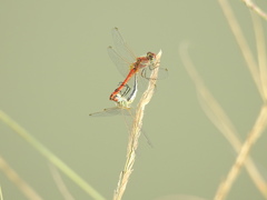 Sympetrum fonscolombii