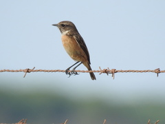Saxicola rubicola
