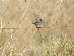 Curruca melanocephala