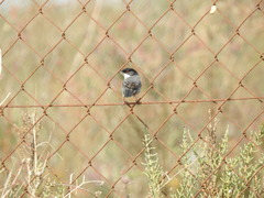 Curruca melanocephala