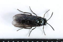 Arge gracilicornis