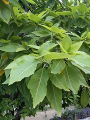 Annona squamosa