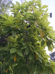 Annona squamosa