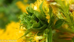 Rhopalomyia capitata