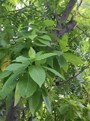 Annona squamosa