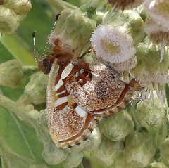 Anteros carausius carausius