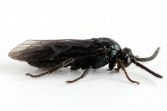 Arge gracilicornis