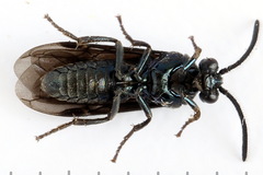 Arge gracilicornis