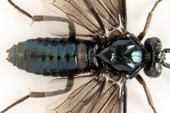 Arge gracilicornis