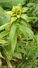 Rhopalomyia capitata