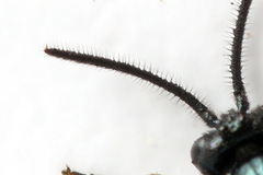 Arge gracilicornis