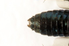 Arge gracilicornis