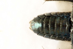 Arge gracilicornis