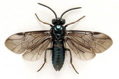 Arge gracilicornis