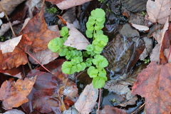 Chrysosplenium americanum