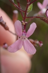 Stylidium araeophyllum