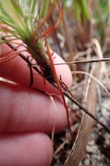 Stylidium araeophyllum