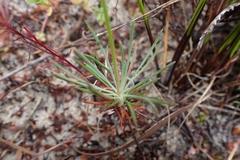 Stylidium araeophyllum