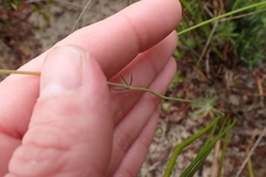 Stylidium araeophyllum