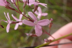 Stylidium araeophyllum