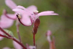 Stylidium araeophyllum