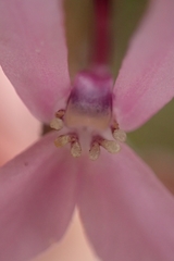 Stylidium araeophyllum