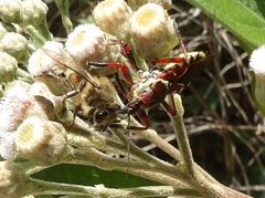 Apiomerus flaviventris