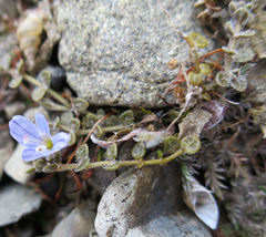 Veronica lilliputiana