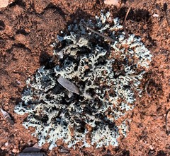 Xanthoparmelia convoluta