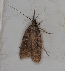 Agonopterix ciliella