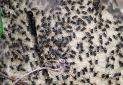 Brachygastra augusti