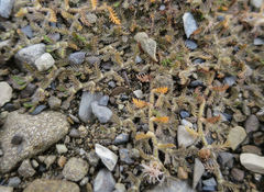 Leptinella maniototo