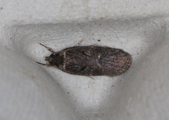Agonopterix conterminella