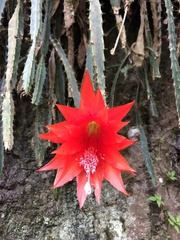 Disocactus speciosus speciosus