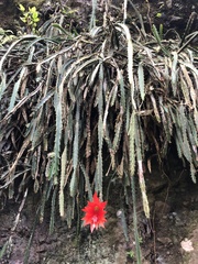 Disocactus speciosus speciosus