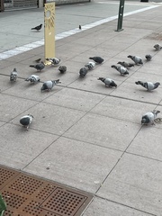 Columba livia domestica