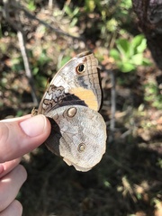 Opsiphanes invirae