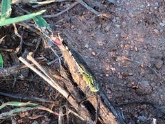 Diplacodes trivialis