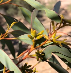 Eucalyptus oleosa