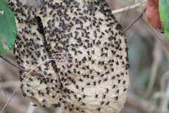 Brachygastra augusti