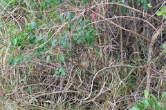 Brachygastra augusti