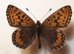 Boloria tritonia