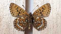 Boloria tritonia
