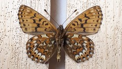 Boloria tritonia