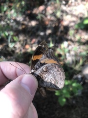 Opsiphanes invirae