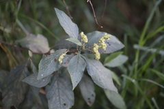 Varronia cylindrostachya