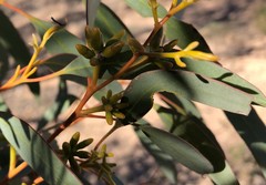 Eucalyptus oleosa