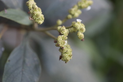 Varronia cylindrostachya