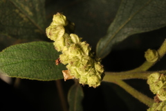 Varronia cylindrostachya